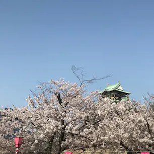 大阪城と桜