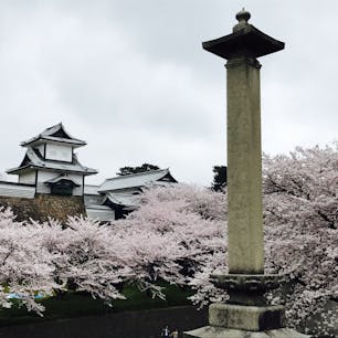 桜の時期に行けて良かった！思い出の兼六園。