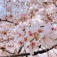 砧公園(東京都世田谷区)
1週間前の写真なのでもう桜は散っているかも…?
家族連れが多い印象で、のんびりお花見できてよかったです🌸