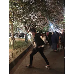 造幣局 桜の通り抜け