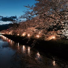 松本城の夜桜🏯🌸