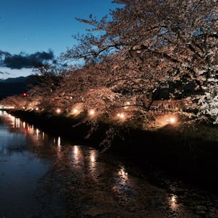 松本城の夜桜🏯🌸