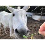 #馬
#カドーレ #上の原牧場カドーレ
#広島
#8月

エサやり体験ができて、食事やデザートもおいしい、のどかですてきな牧場🌱