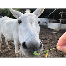 #馬
#カドーレ #上の原牧場カドーレ
#広島
#8月

エサやり体験ができて、食事やデザートもおいしい、のどかですてきな牧場🌱