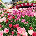 21年 砺波チューリップ公園 となみチューリップこうえん はどんなところ 周辺のみどころ 人気スポットも紹介します 21年 砺波チューリップ公園 となみチューリップこうえん はどんなところ 周辺のみどころ 人気スポットも紹介します