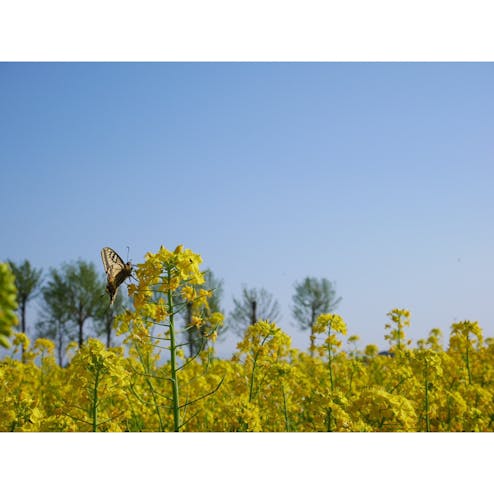 水の公園福島潟