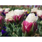 2018.04.30
新潟県新潟市 【いくとぴあ食花】