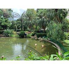 2019年9月5日 #香港 #九龍公園
フラミンゴやカメもいる、
緑あふれる自然の癒し公園 ☺︎