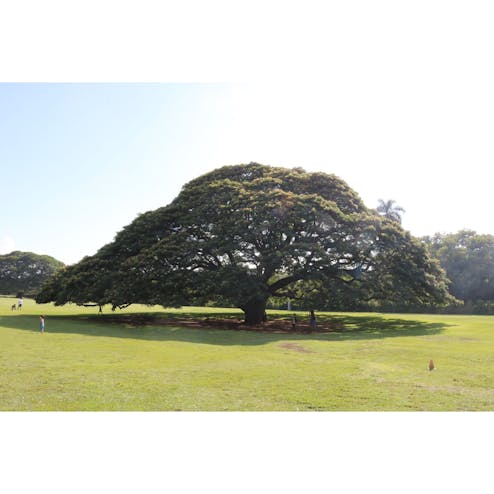 モアナルア ガーデン