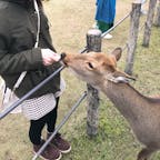 2017年11月 奈良県
鹿公園