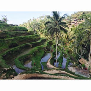 Bali🌴
#ricefield #ubud #bali