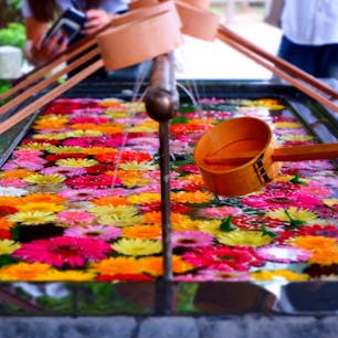 #春日神社#手水#ガーベラ