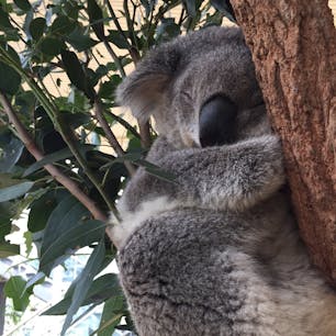 シドニー
タロンガ動物園
抱っこできなかったけど まじかで見れて
癒されました