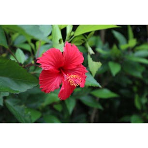 ハイビスカス 沖縄県