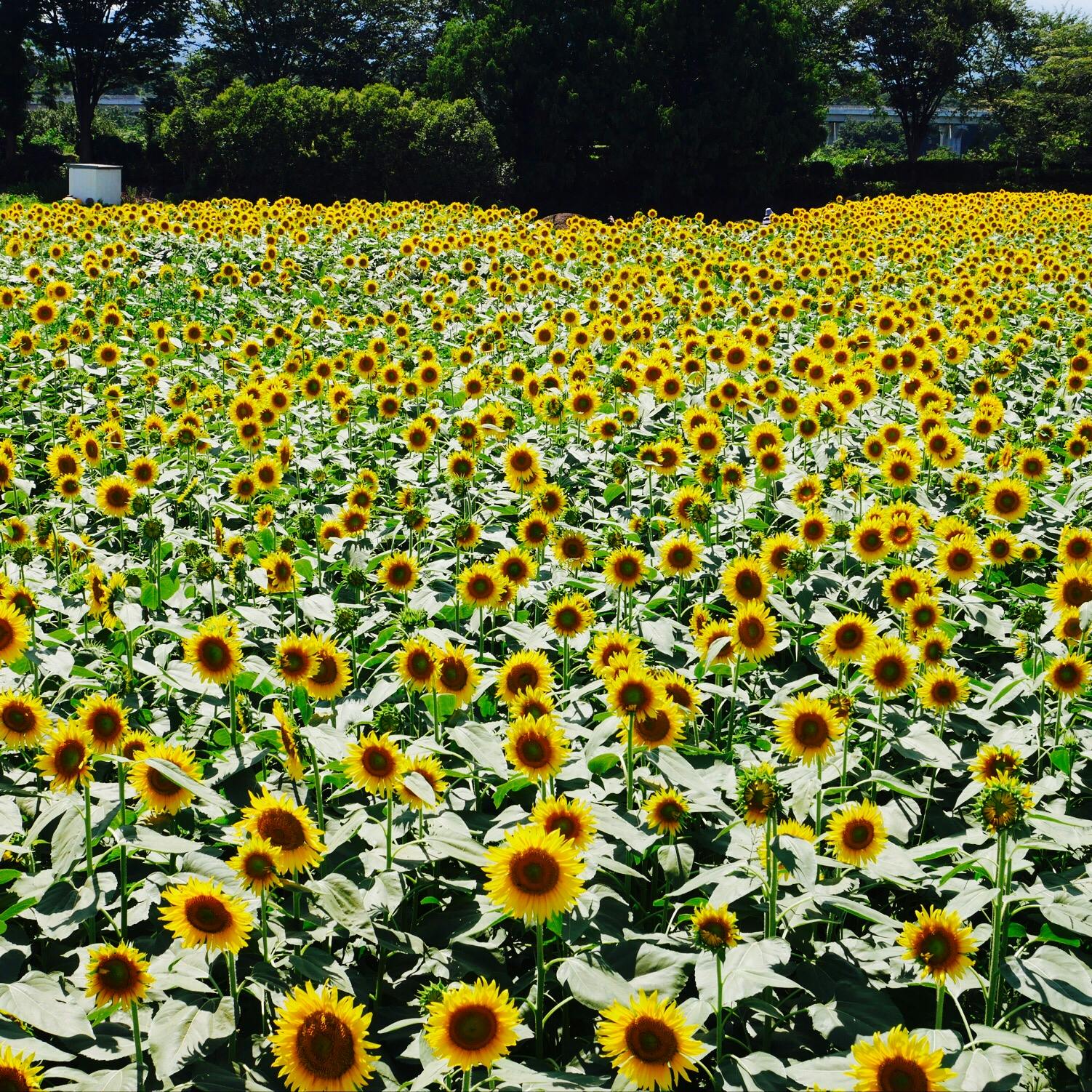 座間会場ひまわり畑の投稿写真 感想 みどころ 座間市ひまわりまつり 座間会場 トリップノート