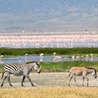 タンザニア　ンゴロンゴロ
フラミンゴとシマウマさんが織りなす絶景に感動の涙🥺