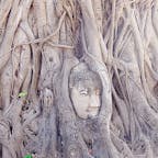 タイ
アユタヤ
ワット・マハタート
木の根で覆われた仏頭
1600年代中頃に胴体から地面に落ちた仏頭が、長い年月をかけて菩提樹の木に取り込まれたといわれています。