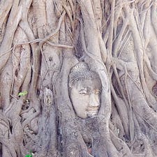タイ
アユタヤ
ワット・マハタート
木の根で覆われた仏頭
1600年代中頃に胴体から地面に落ちた仏頭が、長い年月をかけて菩提樹の木に取り込まれたといわれています。