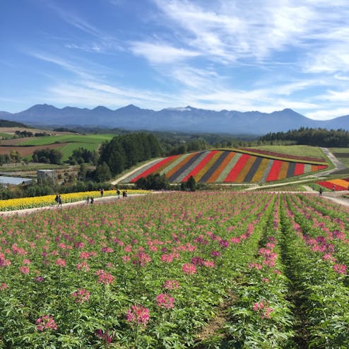 展望花畑 四季彩の丘