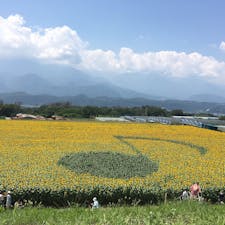 明野のひまわり畑