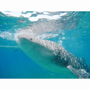 セブ島 ジンベエザメ