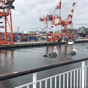 仙台港にて
珍客来襲