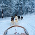 フィンランド、ロヴァニエミで犬ぞりに乗ってみる