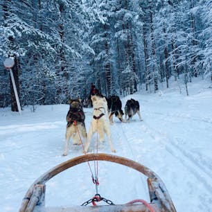 フィンランド、ロヴァニエミで犬ぞりに乗ってみる