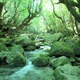 屋久島 白谷雲水峡
空気まで緑色。