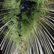 竹林の小径🎋

京都の嵐山駅から少し歩いた場所にある、
嵯峨野に広がる竹林です。
時期によって、夜はライトアップされるので
より一層美しくなります✨