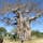 ボツワナ/ボオバブの巨木
とても大きな木で、手前に写っている奥さんと比較するとサイズが判ります。