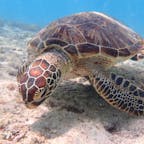 ウミガメシュノーケリング #宮古島 #沖縄県