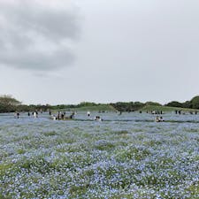 ネモフィラ畑 0429
#海の中道海浜公園 #福岡県