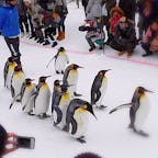北海道
旭山動物園
ペンギンパレード
積雪時期に実施
可愛い❤️