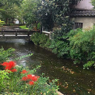 京都
高瀬川
今日はお彼岸
ここにも彼岸花が、、