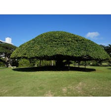 宮古島のホテル
大きな木
ガジュマルの木
