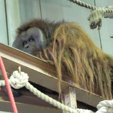 北海道
旭山動物園
オランウータン
何考えてる？