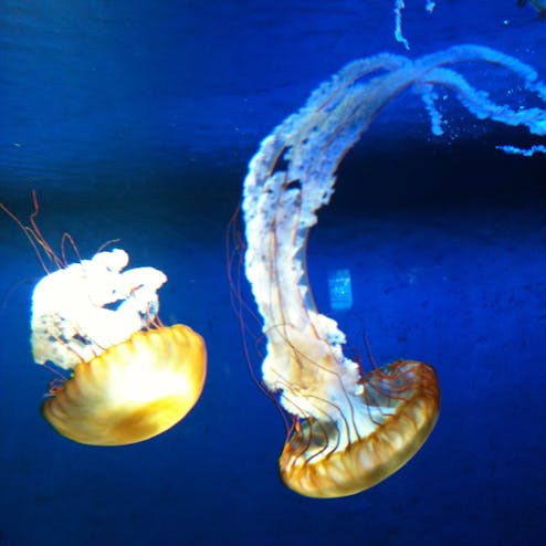 新江ノ島水族館