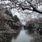 山形県、米沢、上杉神社のお堀の桜です。昨日4月15日で5分くらいでしようか。
