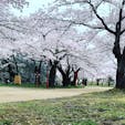 盛岡の桜の名所、盛岡城跡公園です🌸そろそろ散り始めそう🏯