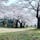 盛岡の桜の名所、盛岡城跡公園です🌸そろそろ散り始めそう🏯