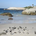 南アフリカ/ボルダーズビーチ
野生の可愛いペンギンが間近で見れて感激。