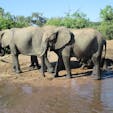 ボツワナ/チョベ
ボートサファリで撮った象さん達。怖いほどの至近距離で感激しました。