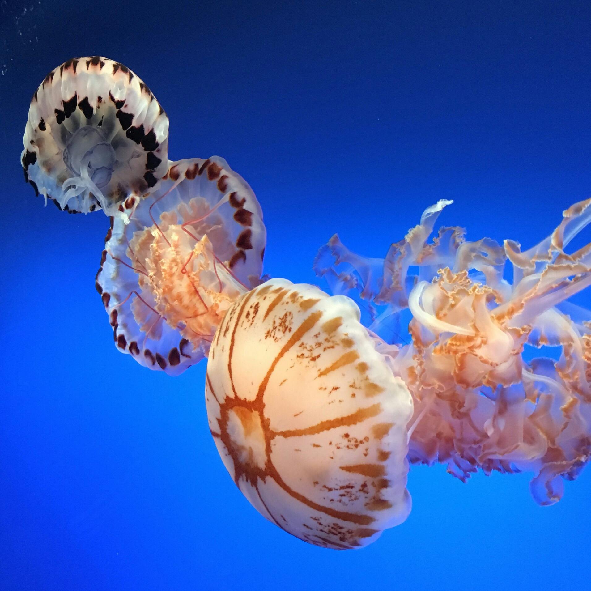 モントレーベイ水族館 Monterey Bay Aquarium の投稿写真 感想 みどころ モントレーベイ水族館 Monterey Ca トリップノート