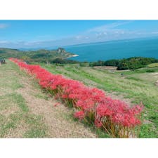 豊島唐櫃の棚田
ヒガンバナもたくさん咲いていて
美しい眺めでした🙄

瀬戸内芸術祭、レンタサイクルの予約は必須😵電動アシスト付きの自転車が最高に能力を発揮してくれて、豊島を思いっきり楽しめました😚