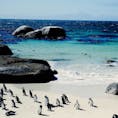 南アフリカ共和国
野生のペンギンさんがたくさん生息しているボルダーズビーチ🏖
すぐ間近で見る姿が可愛い、ビーチの美しさとのコラボが素敵でした。