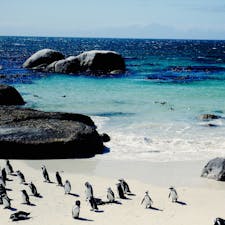 南アフリカ共和国
野生のペンギンさんがたくさん生息しているボルダーズビーチ🏖
すぐ間近で見る姿が可愛い、ビーチの美しさとのコラボが素敵でした。
