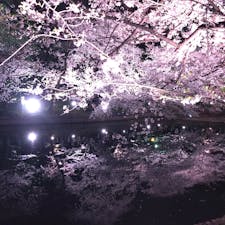 夜桜 #愛知県