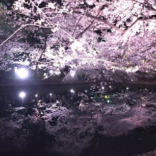 夜桜 #愛知県