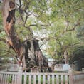 小千命(おちのみこと)
御手植の楠
@大山祇神社、愛媛県今治市

息を止めて木の周りを三周すると願いが叶う